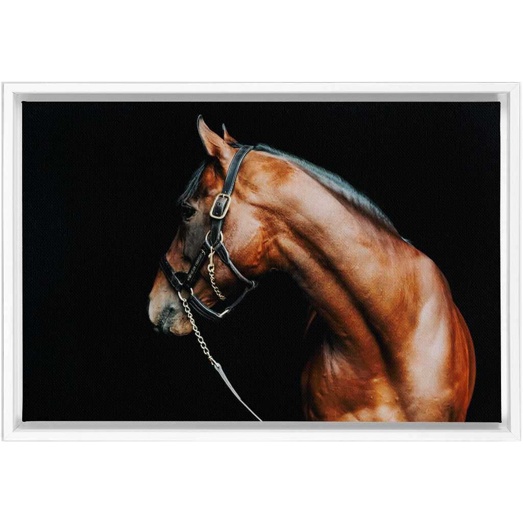 American Pharoah Series 5, Framed Canvas