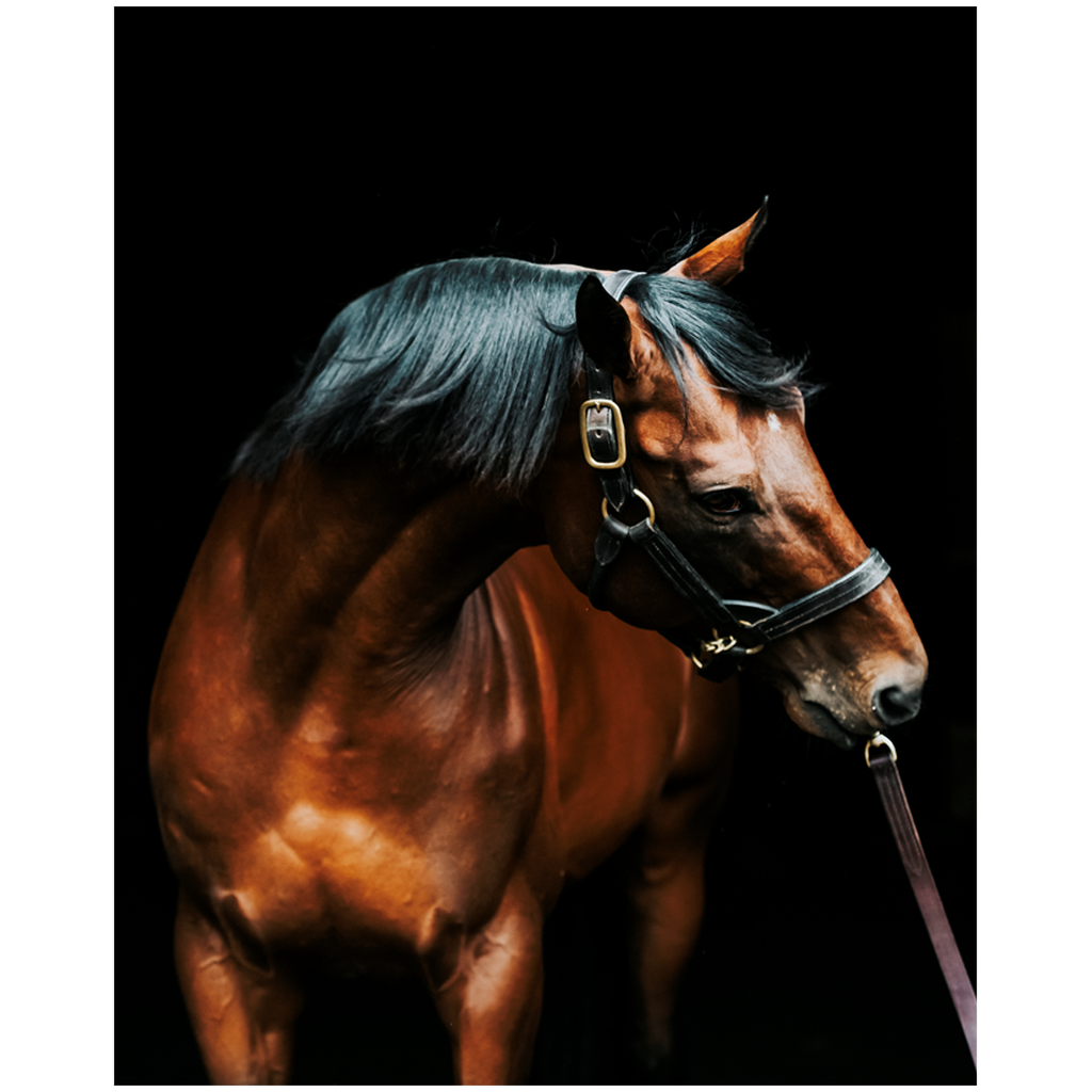 American Pharoah Series 3, Print