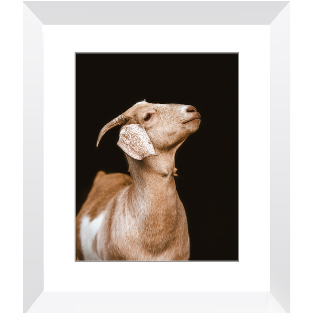 Happy Goat Series 2, Framed Print