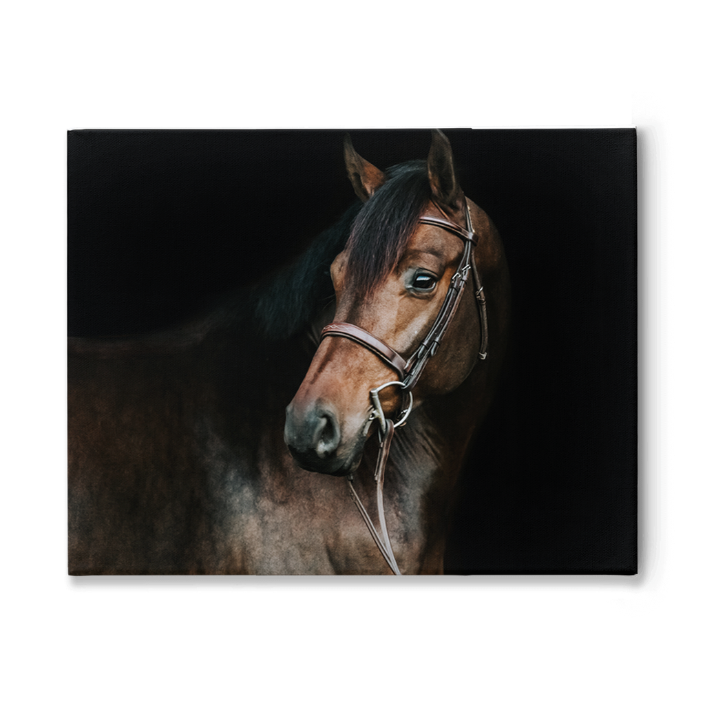 Jovial Series 2, Stretched Canvas