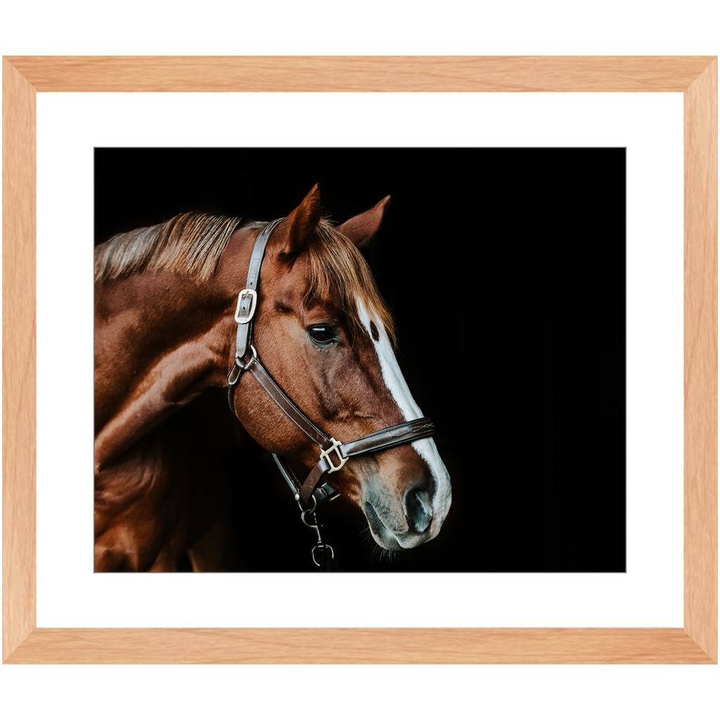 Django Series 5, Framed Print