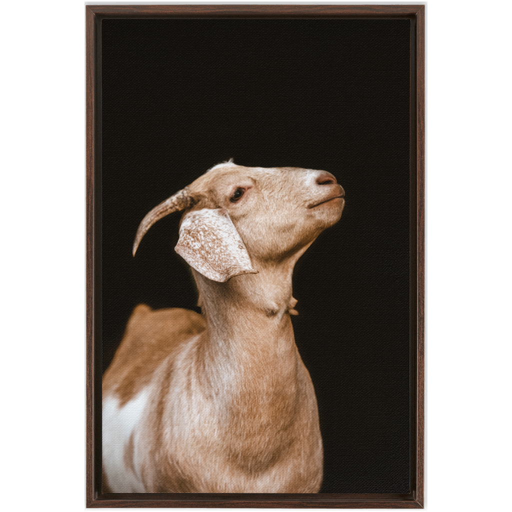 Happy Goat Series 2, Framed Canvas