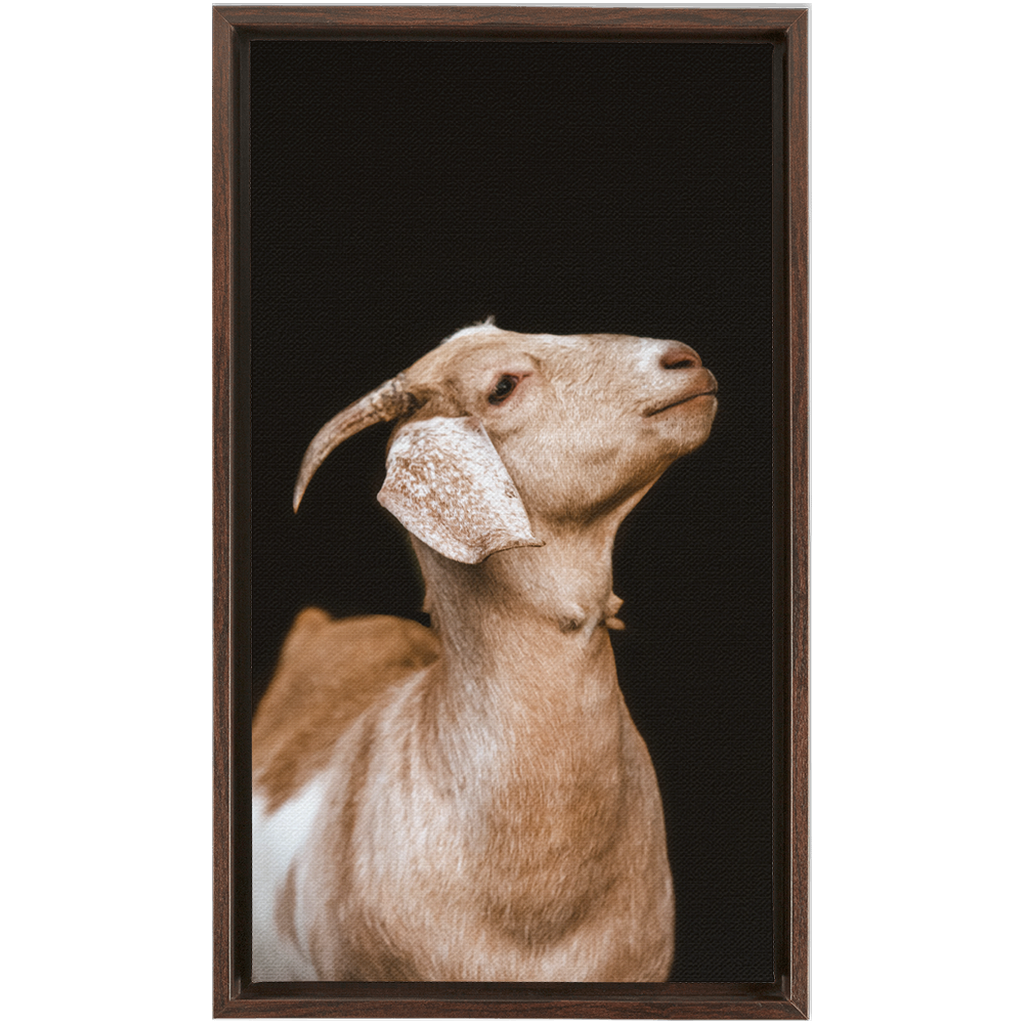 Happy Goat Series 2, Framed Canvas