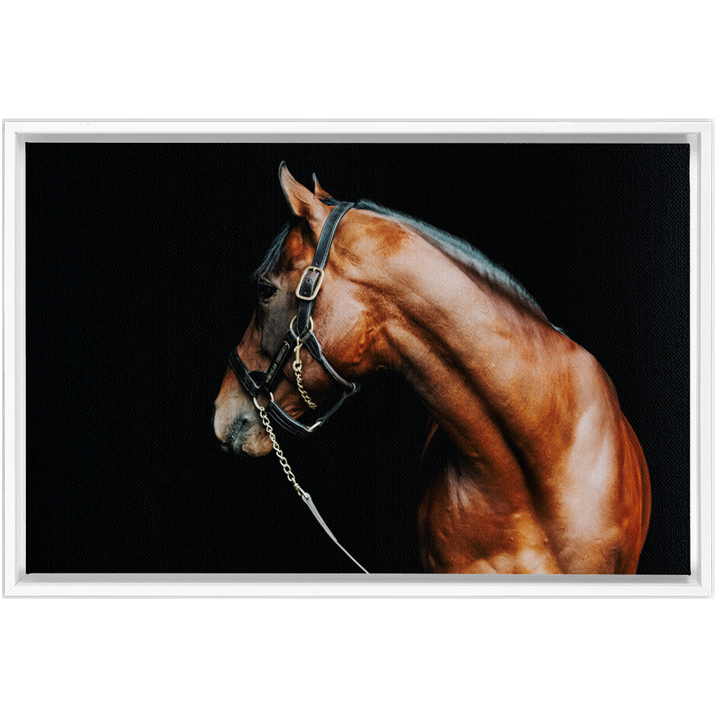 American Pharoah Series 5, Framed Canvas