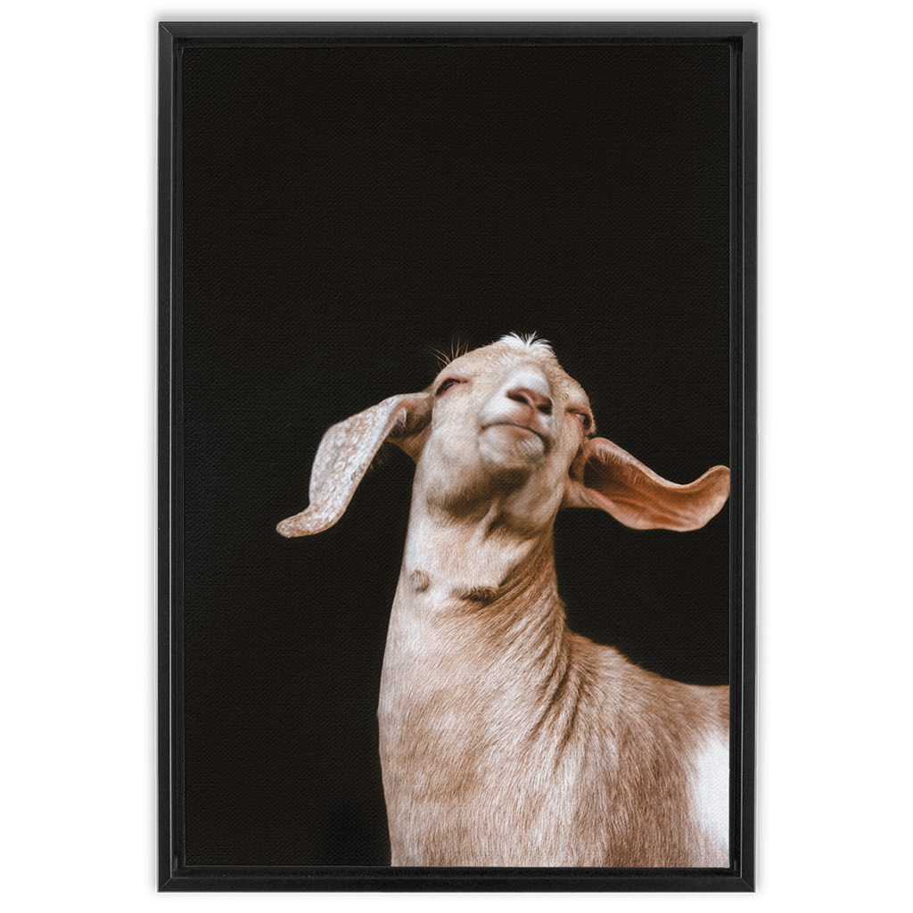 Happy Goat Series 1, Framed Canvas