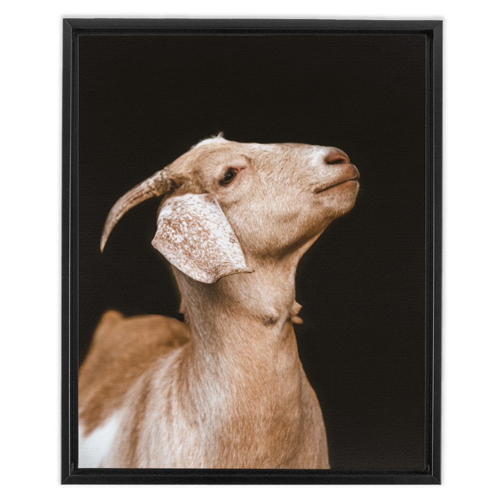 Happy Goat Series 2, Framed Canvas