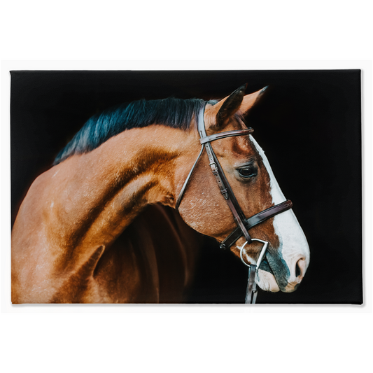 Huntsman Series 3, Canvas