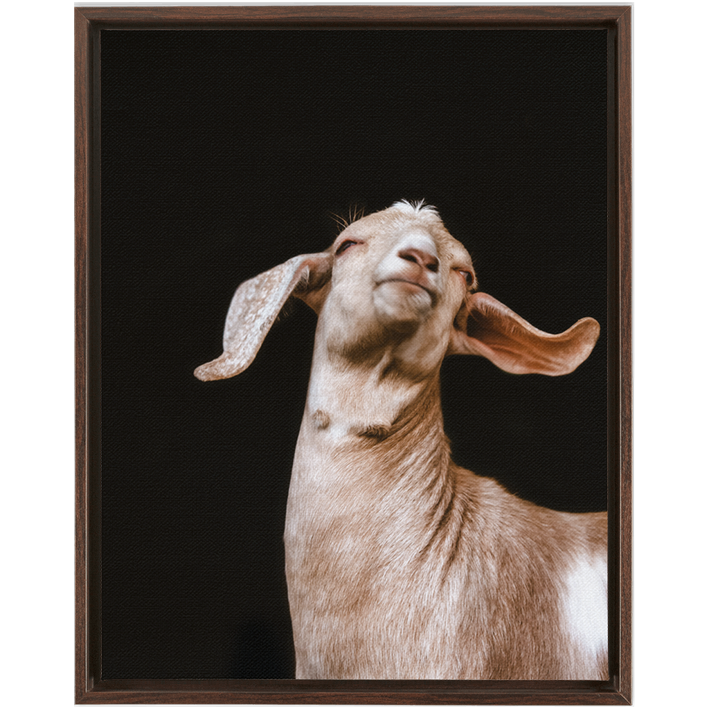 Happy Goat Series 1, Framed Canvas