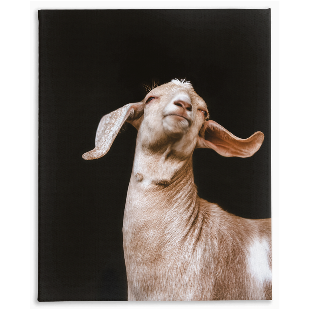 Happy Goat Series 1, Stretched Canvas