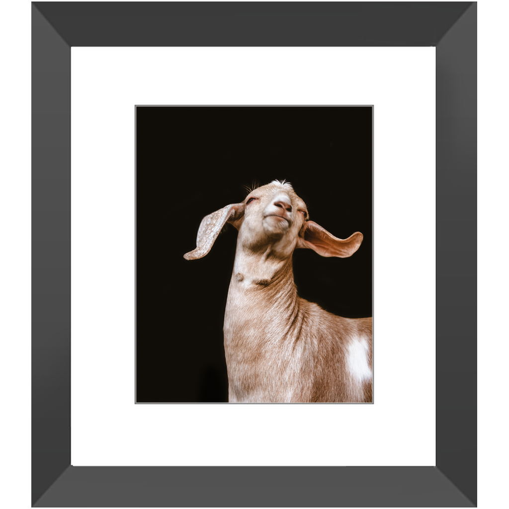Happy Goat Series 1, Framed Print