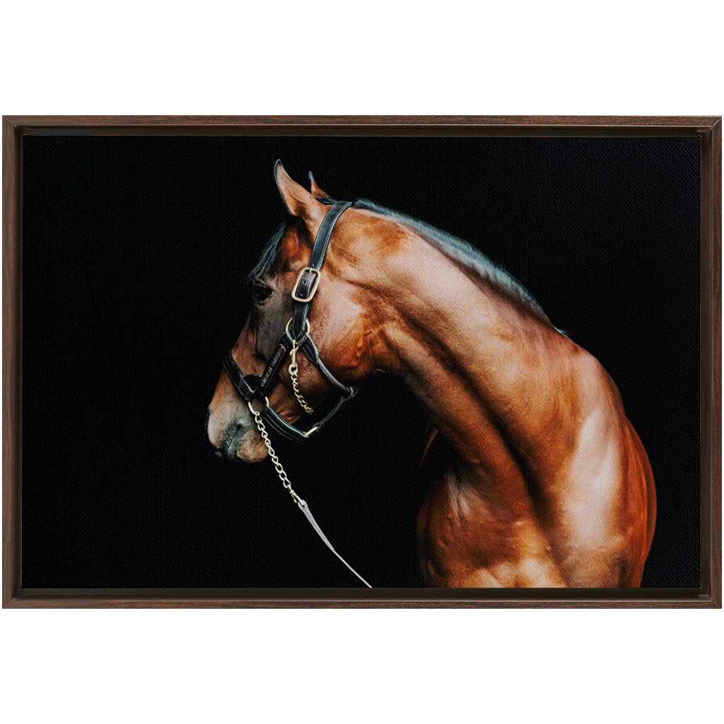 American Pharoah Series 5, Framed Canvas