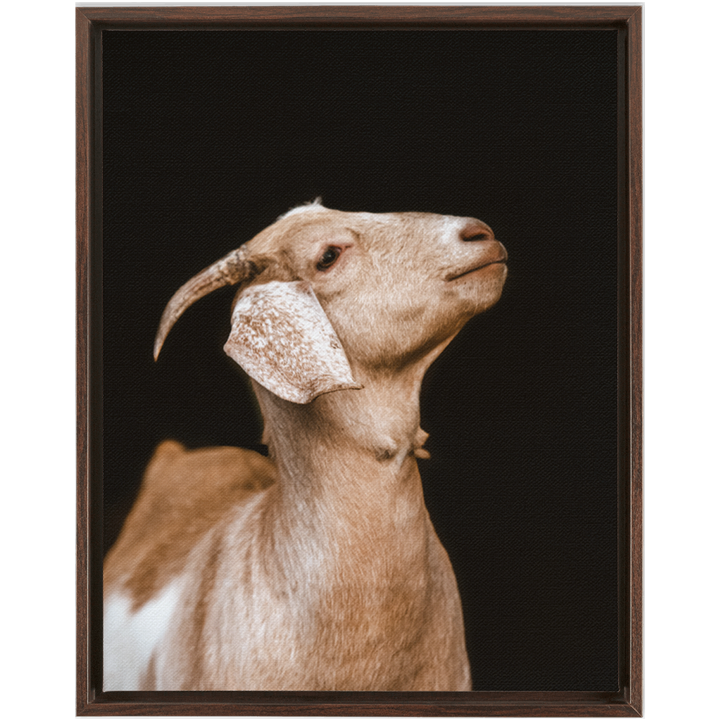 Happy Goat Series 2, Framed Canvas