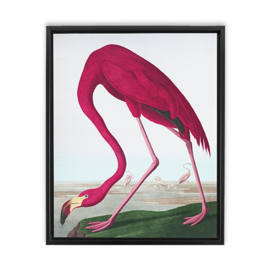 Modern Audobon Flamingo, Framed Canvas