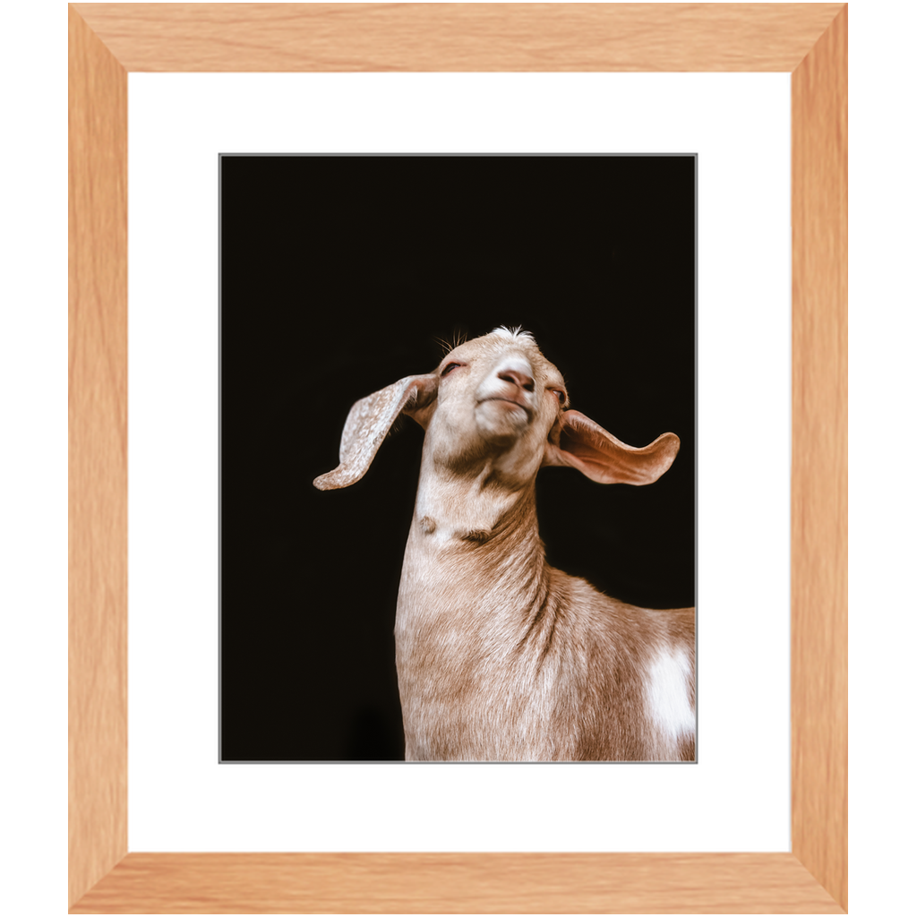 Happy Goat Series 1, Framed Print