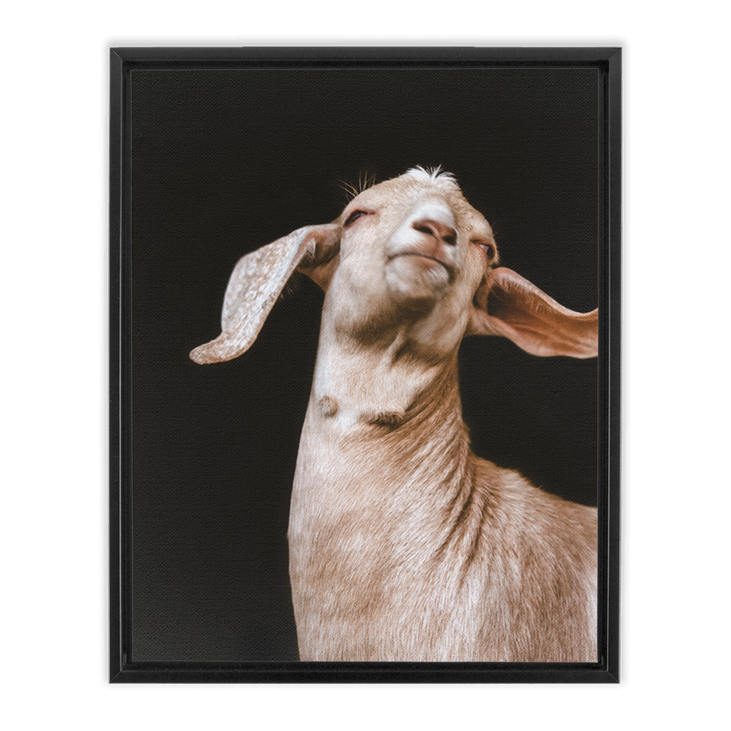 Happy Goat Series 1, Framed Canvas