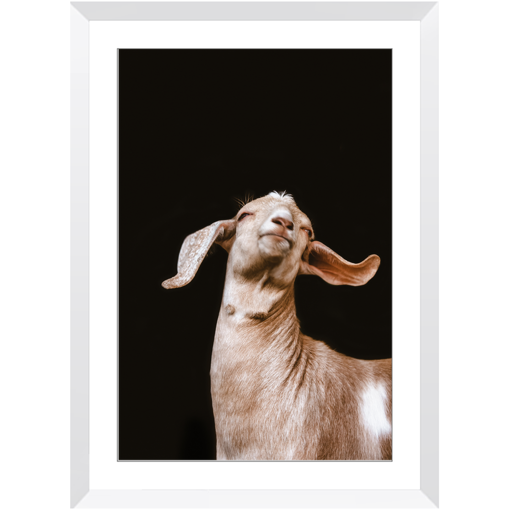 Happy Goat Series 1, Framed Print