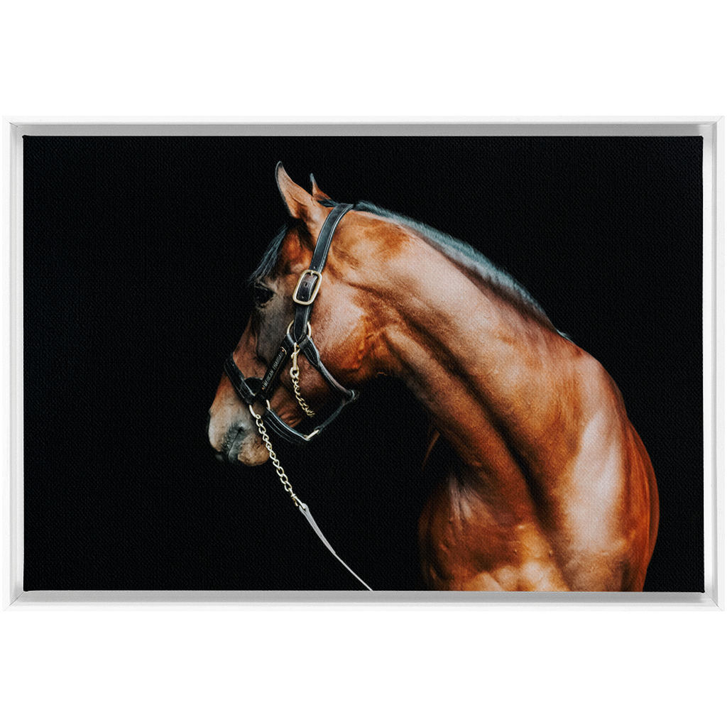 American Pharoah Series 5, Framed Canvas