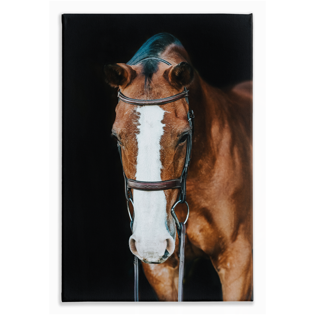 Huntsman Series 6, Stretched Canvas