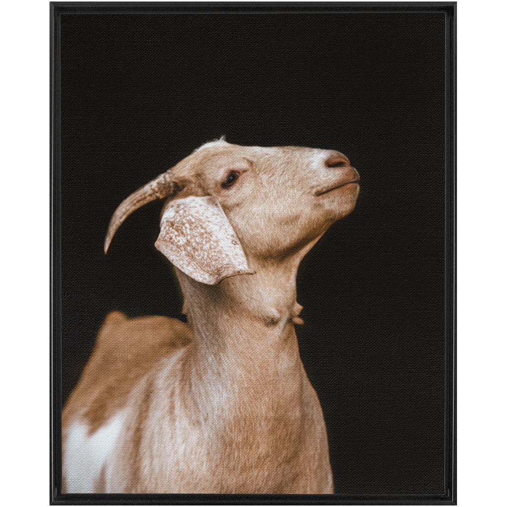 Happy Goat Series 2, Framed Canvas