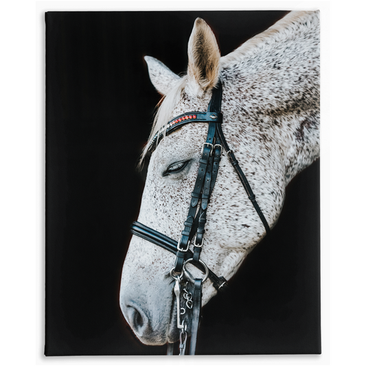 Apollo Series 1, Stretched Canvas