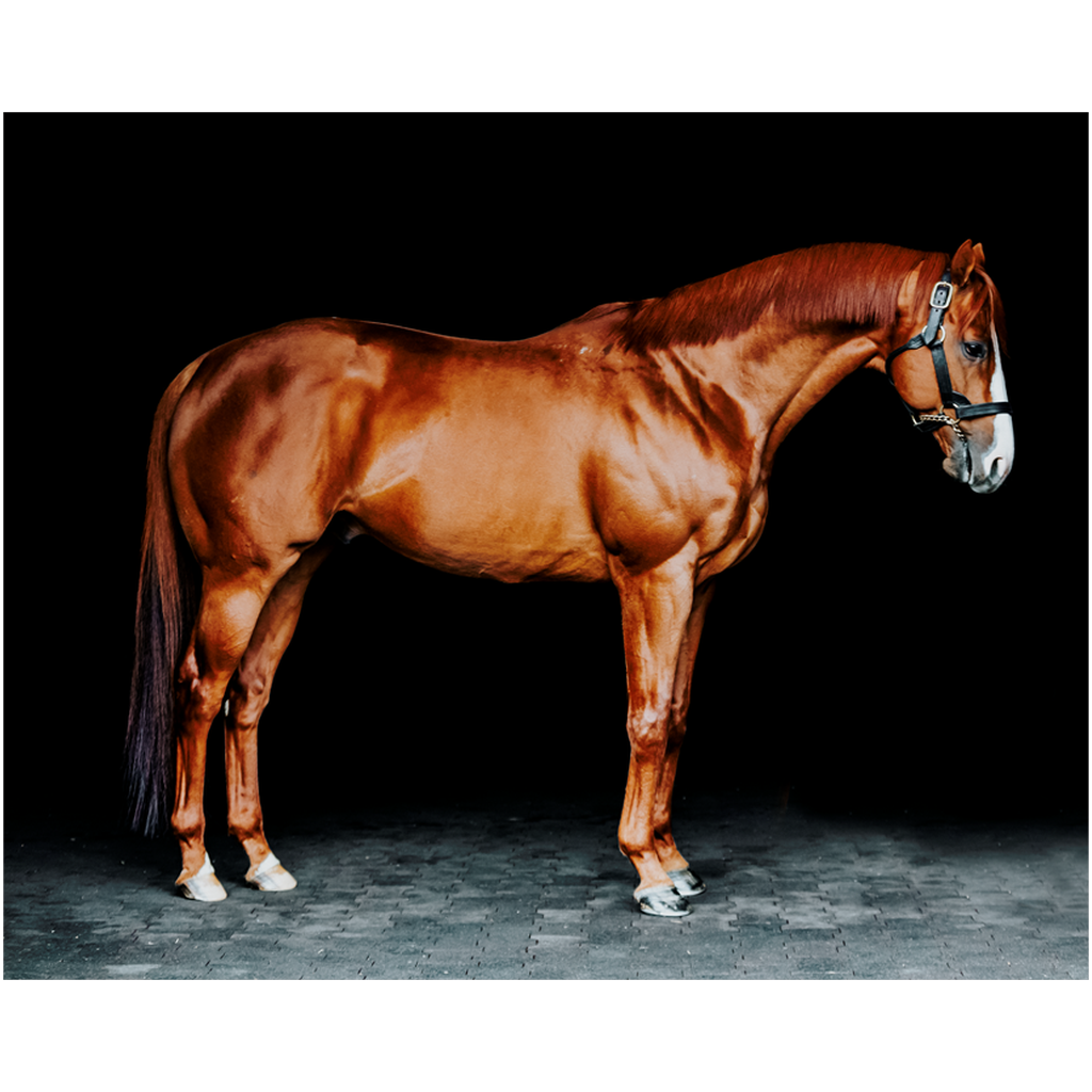 Justify Series 6, Print