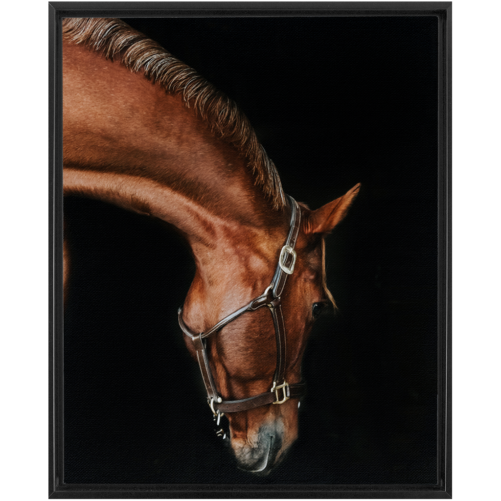 Django Series 6, Framed Canvas