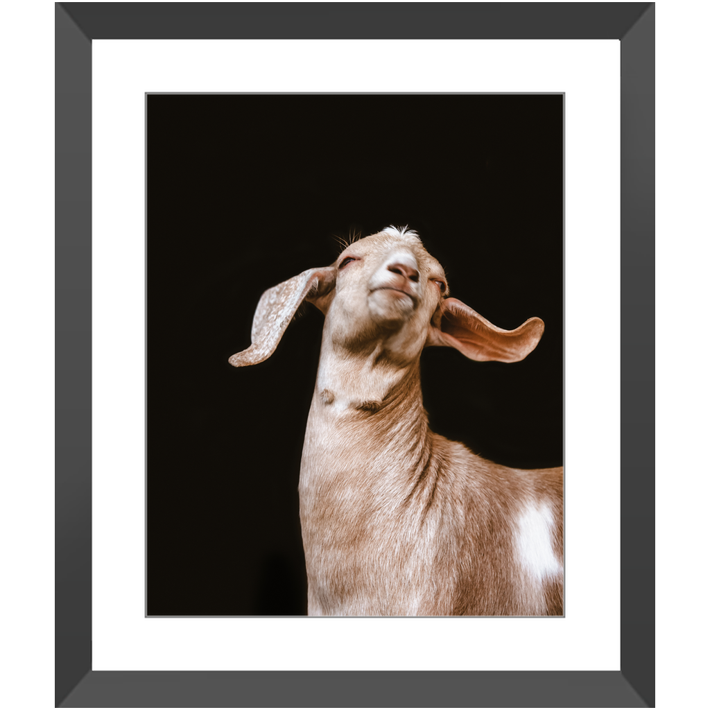 Happy Goat Series 1, Framed Print
