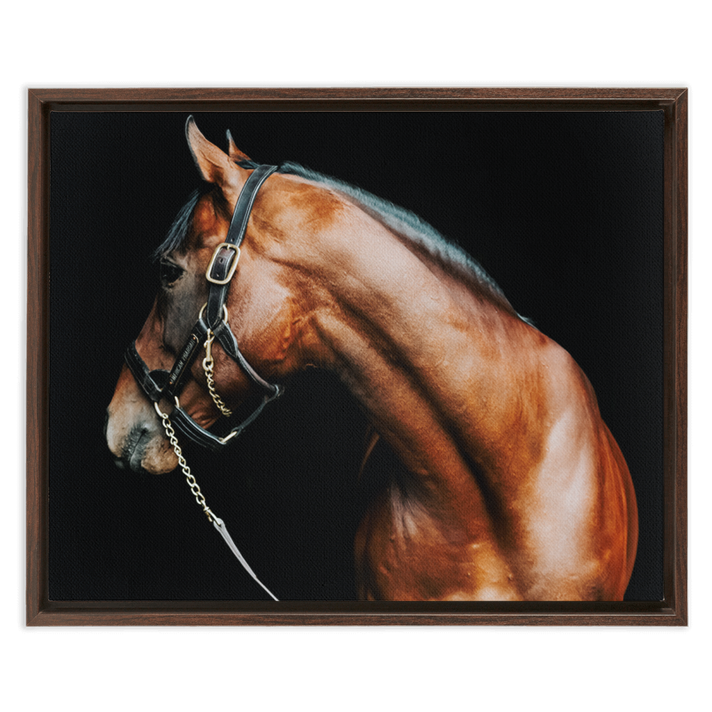 American Pharoah Series 5, Framed Canvas
