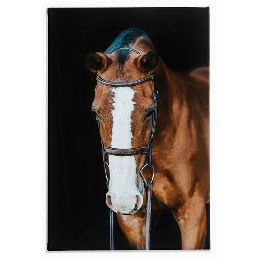 Huntsman Series 6, Stretched Canvas