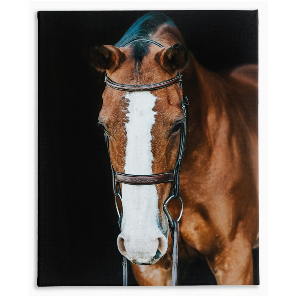Huntsman Series 6, Stretched Canvas