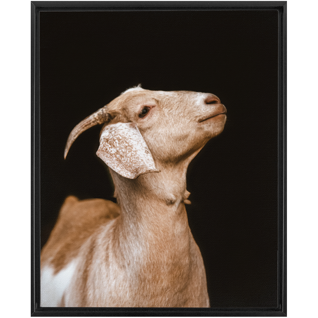 Happy Goat Series 2, Framed Canvas