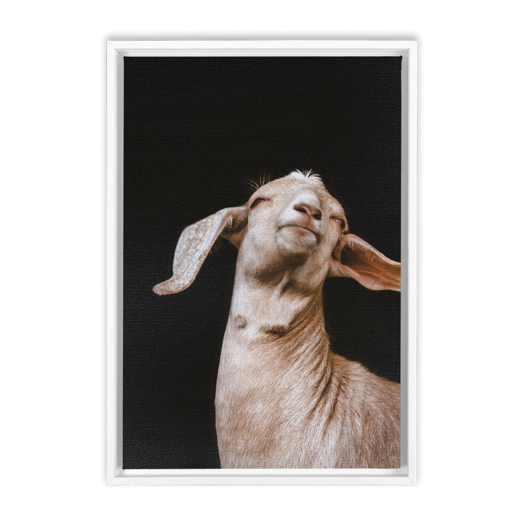 Happy Goat Series 1, Framed Canvas