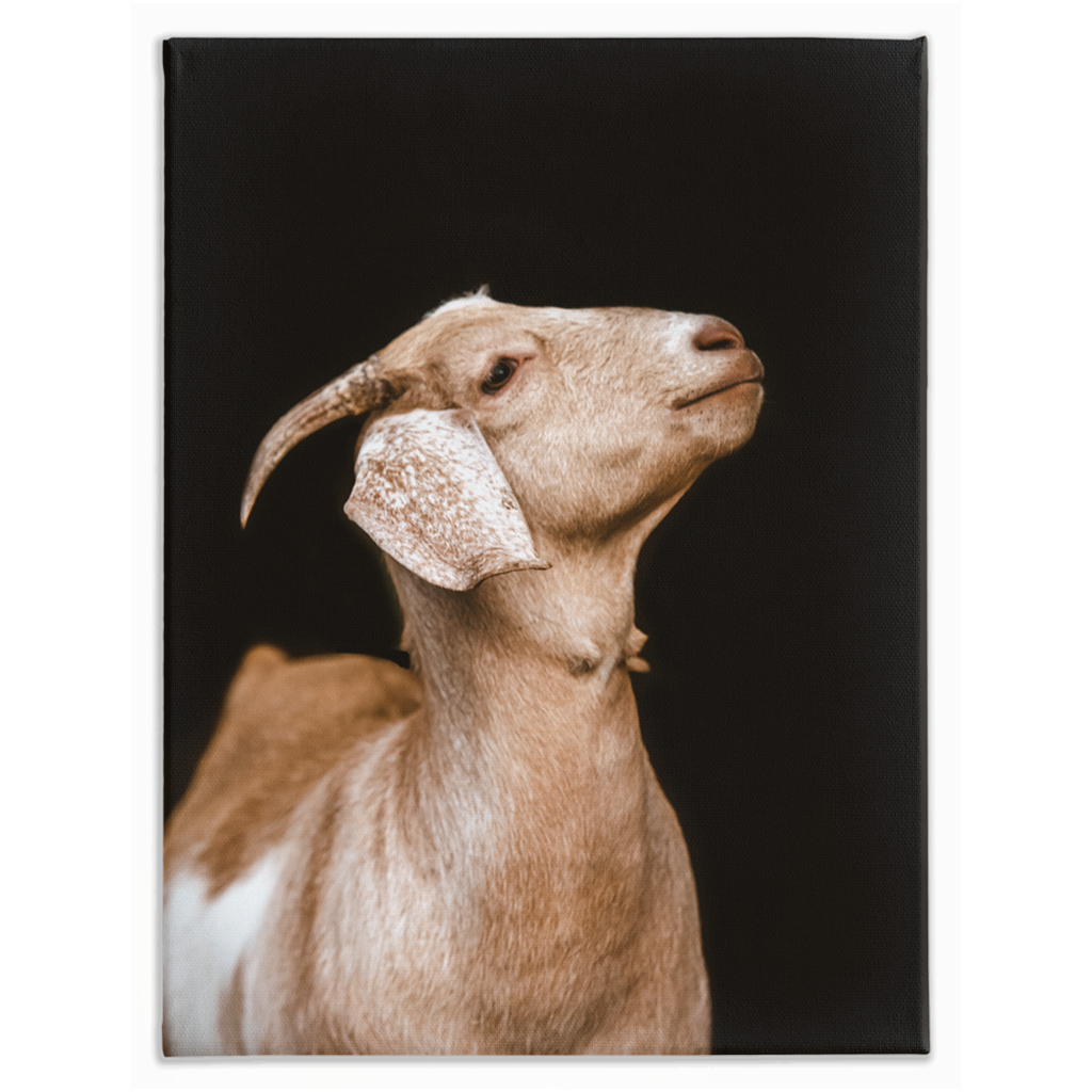 Happy Goat Series 2, Stretched Canvas