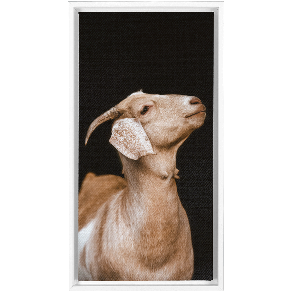 Happy Goat Series 2, Framed Canvas