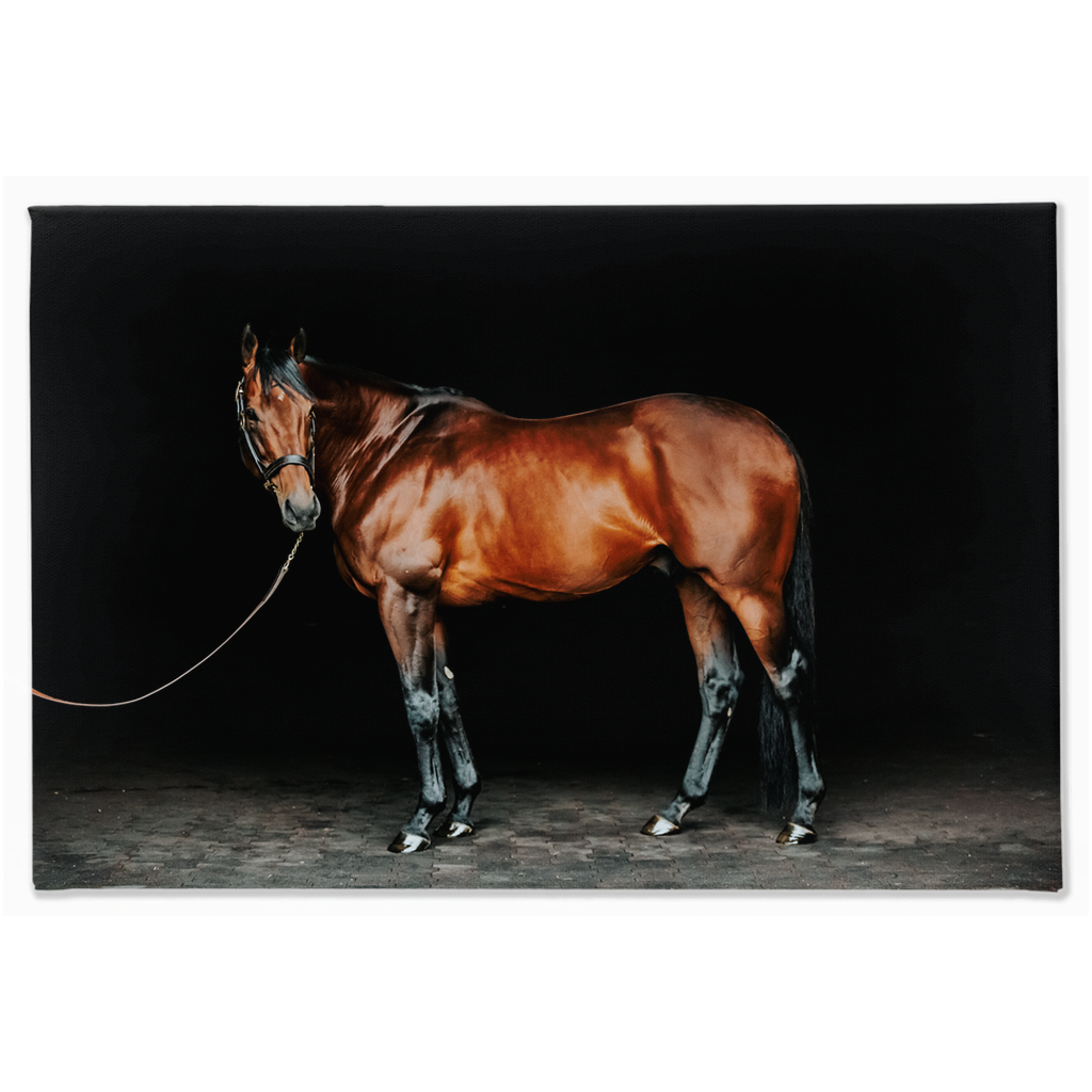 American Pharoah Series 1, Stretched Canvas