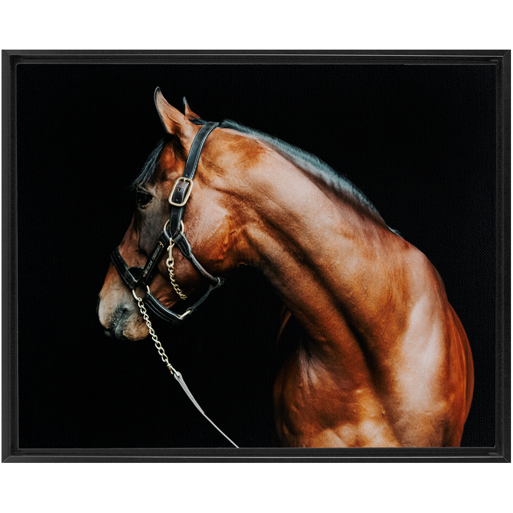 American Pharoah Series 5, Framed Canvas