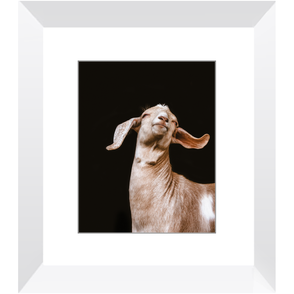 Happy Goat Series 1, Framed Print