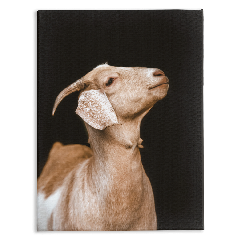 Happy Goat Series 2, Stretched Canvas