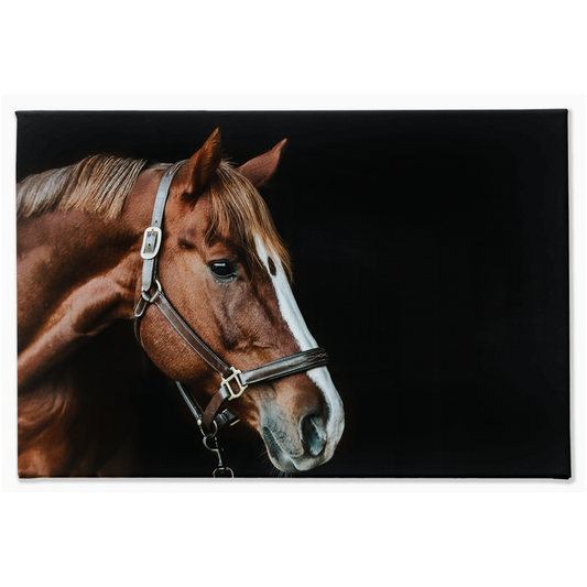 Django Series 5, Stretched Canvas