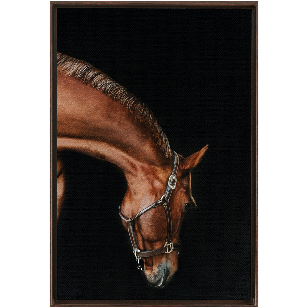 Django Series 6, Framed Canvas