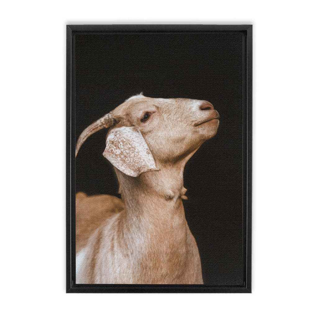 Happy Goat Series 2, Framed Canvas