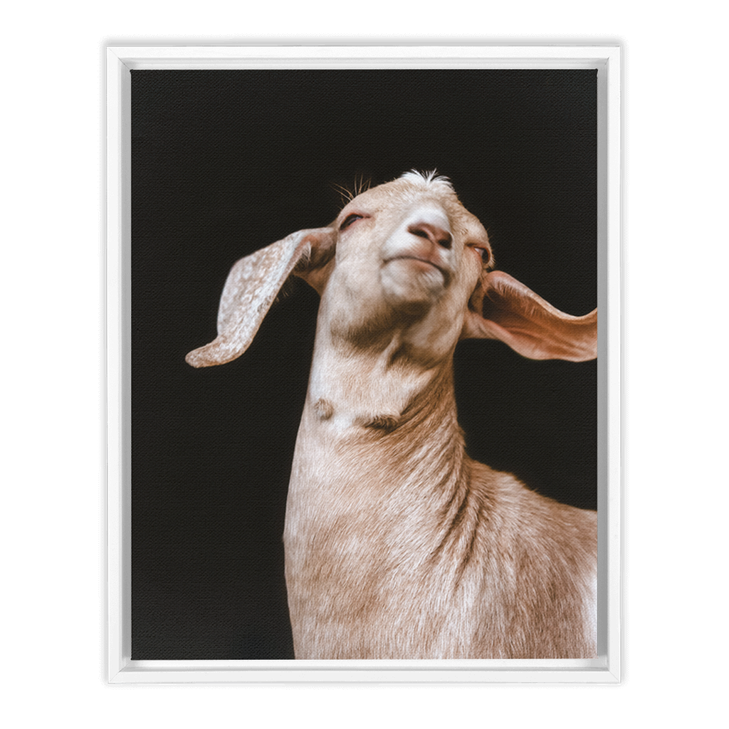 Happy Goat Series 1, Framed Canvas