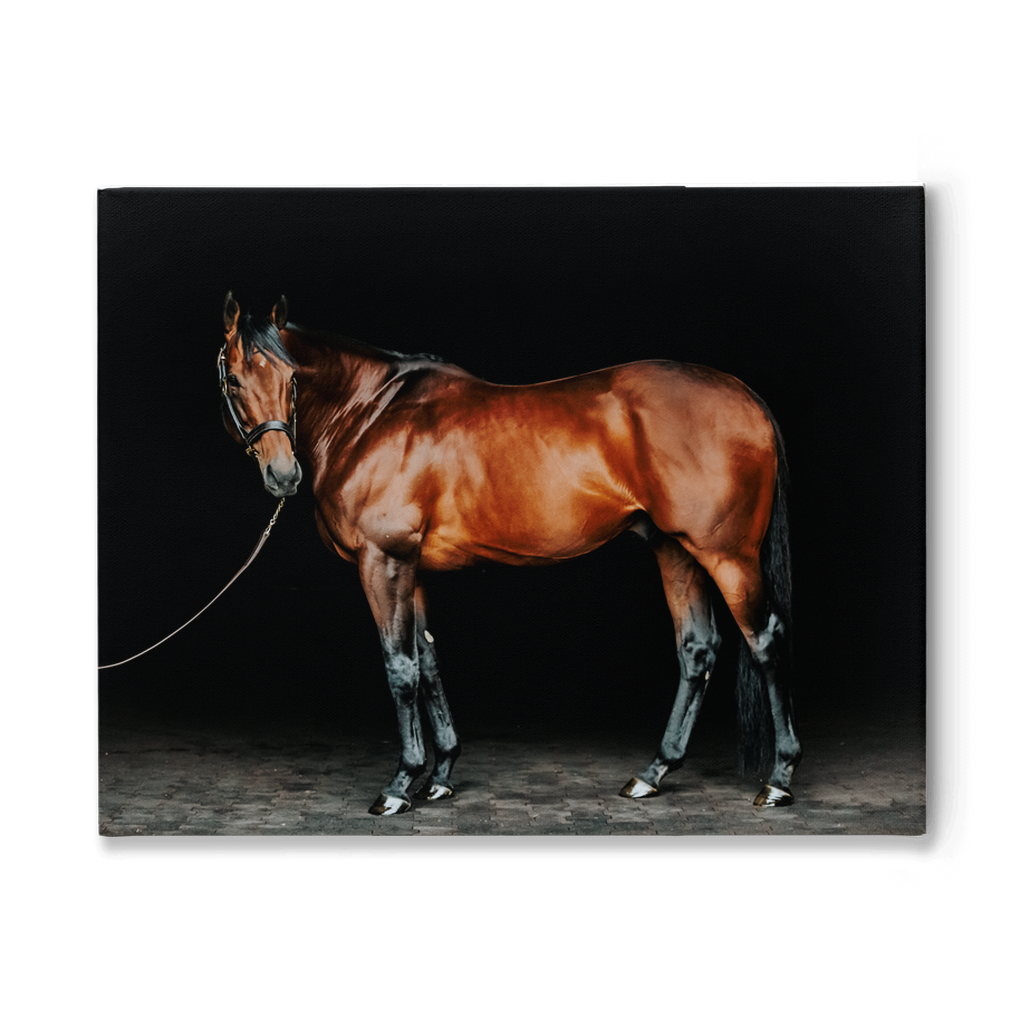 American Pharoah Series 1, Stretched Canvas