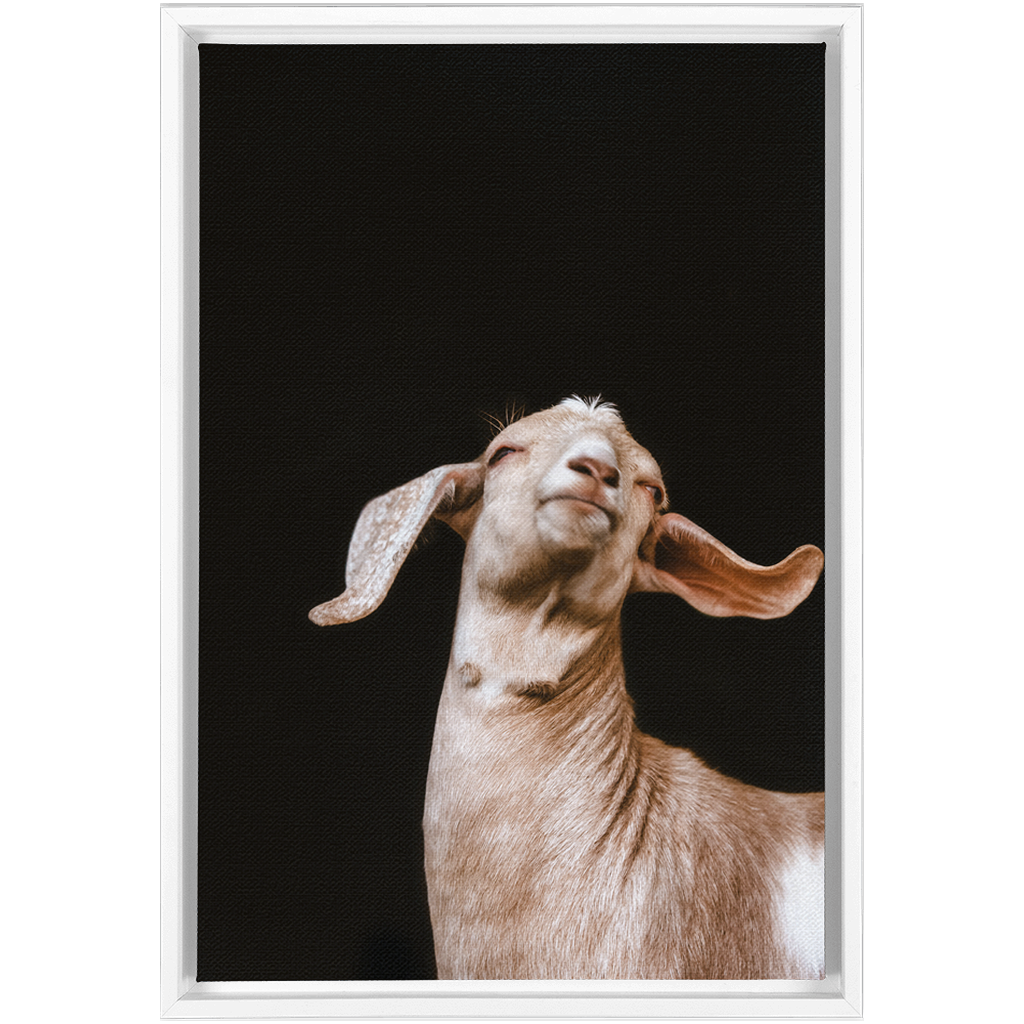Happy Goat Series 1, Framed Canvas