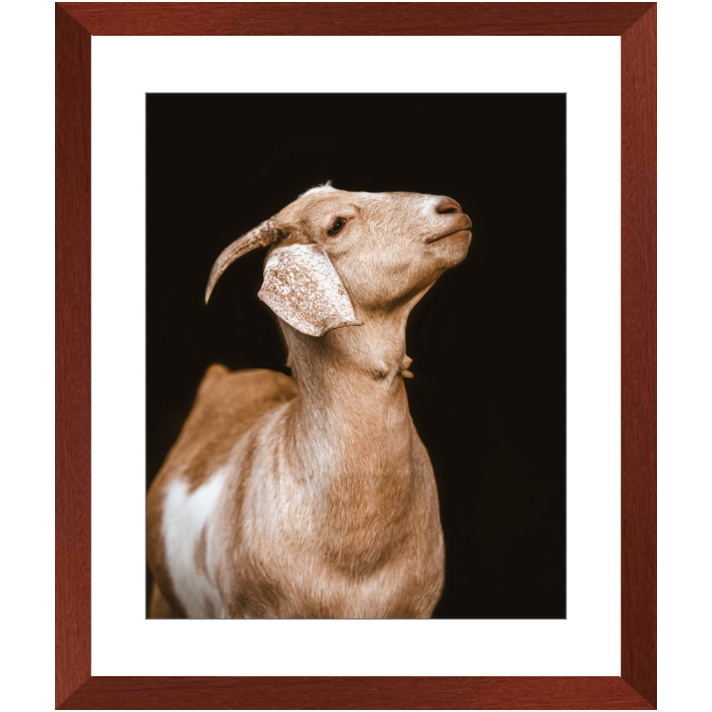 Happy Goat Series 2, Framed Print