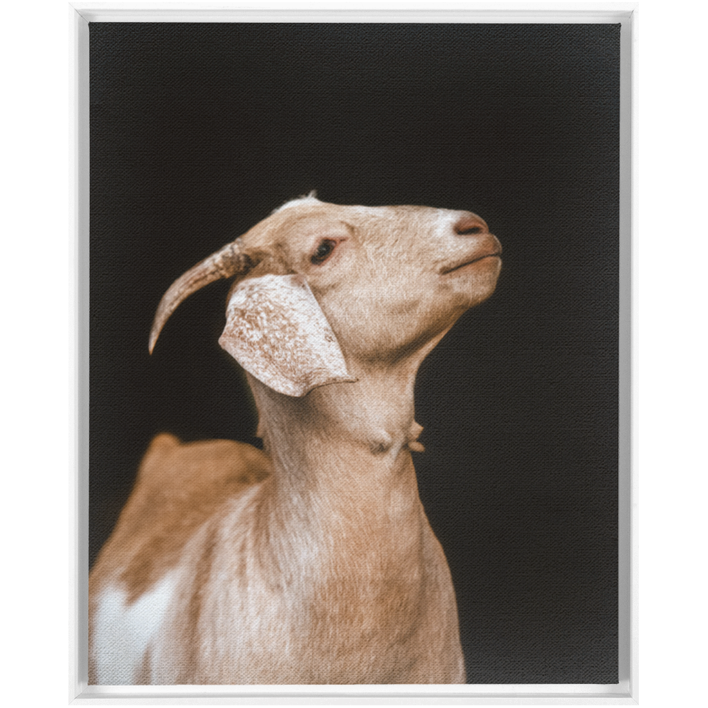 Happy Goat Series 2, Framed Canvas