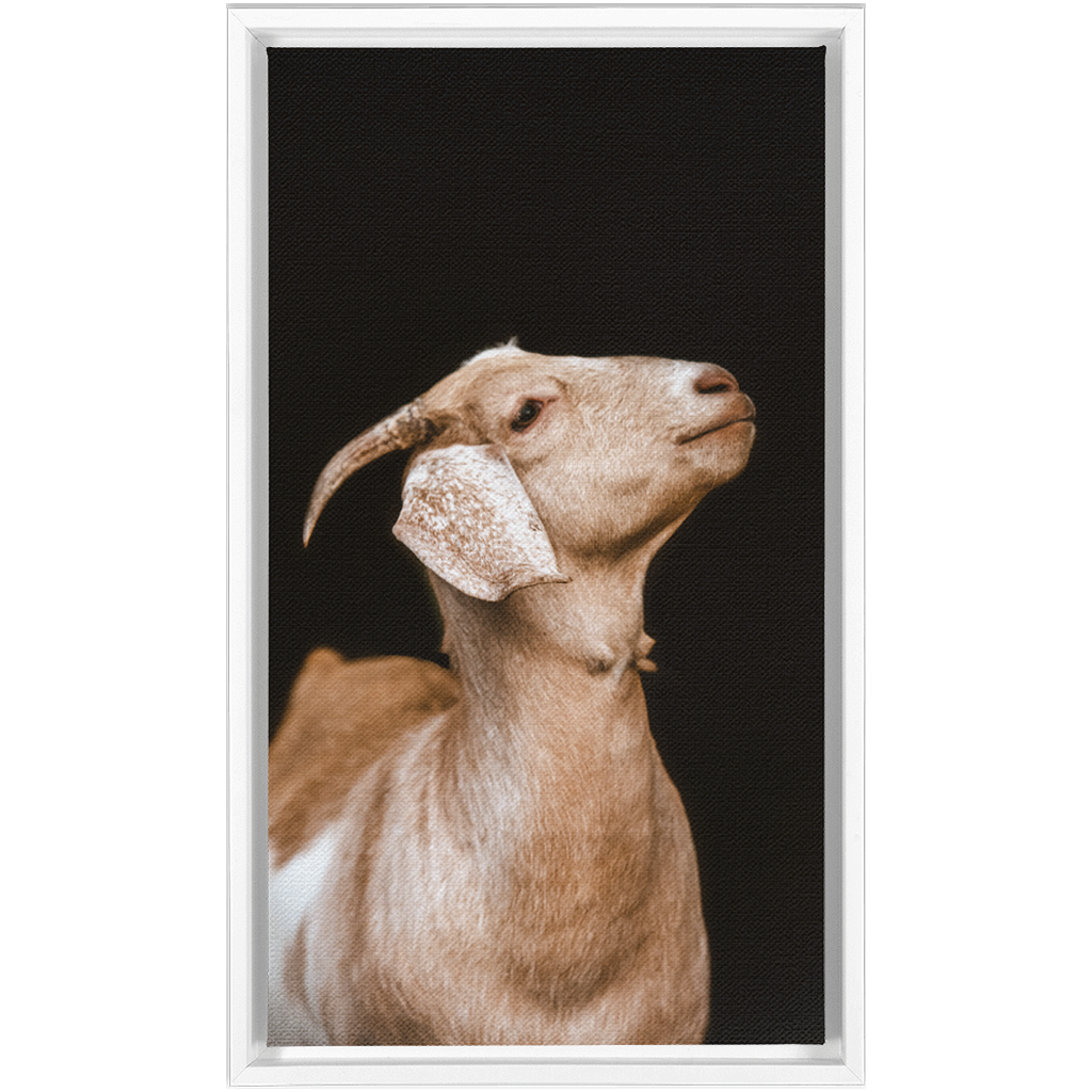 Happy Goat Series 2, Framed Canvas