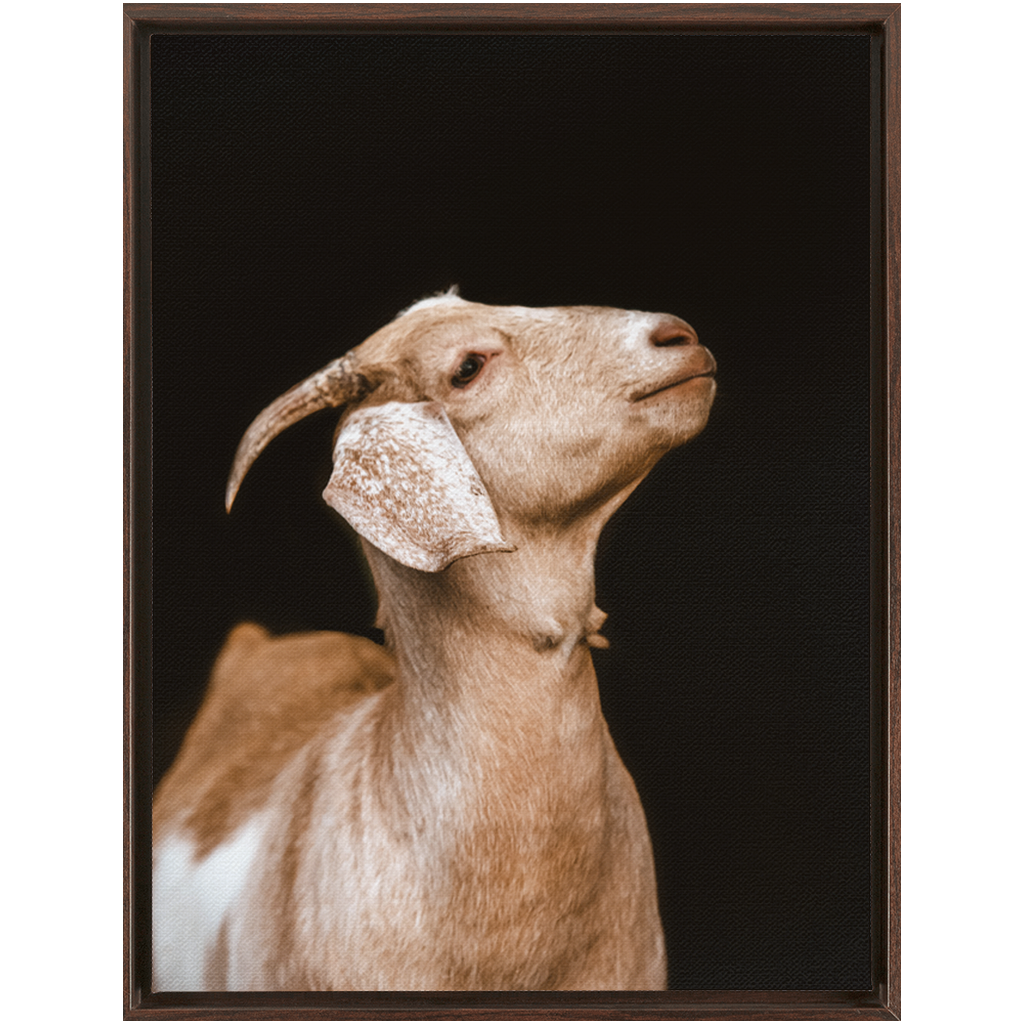 Happy Goat Series 2, Framed Canvas