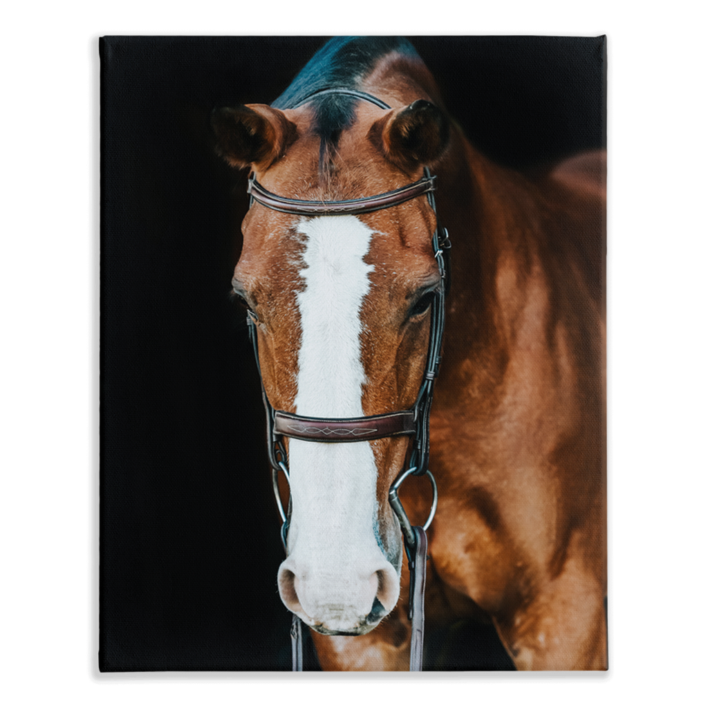 Huntsman Series 6, Stretched Canvas