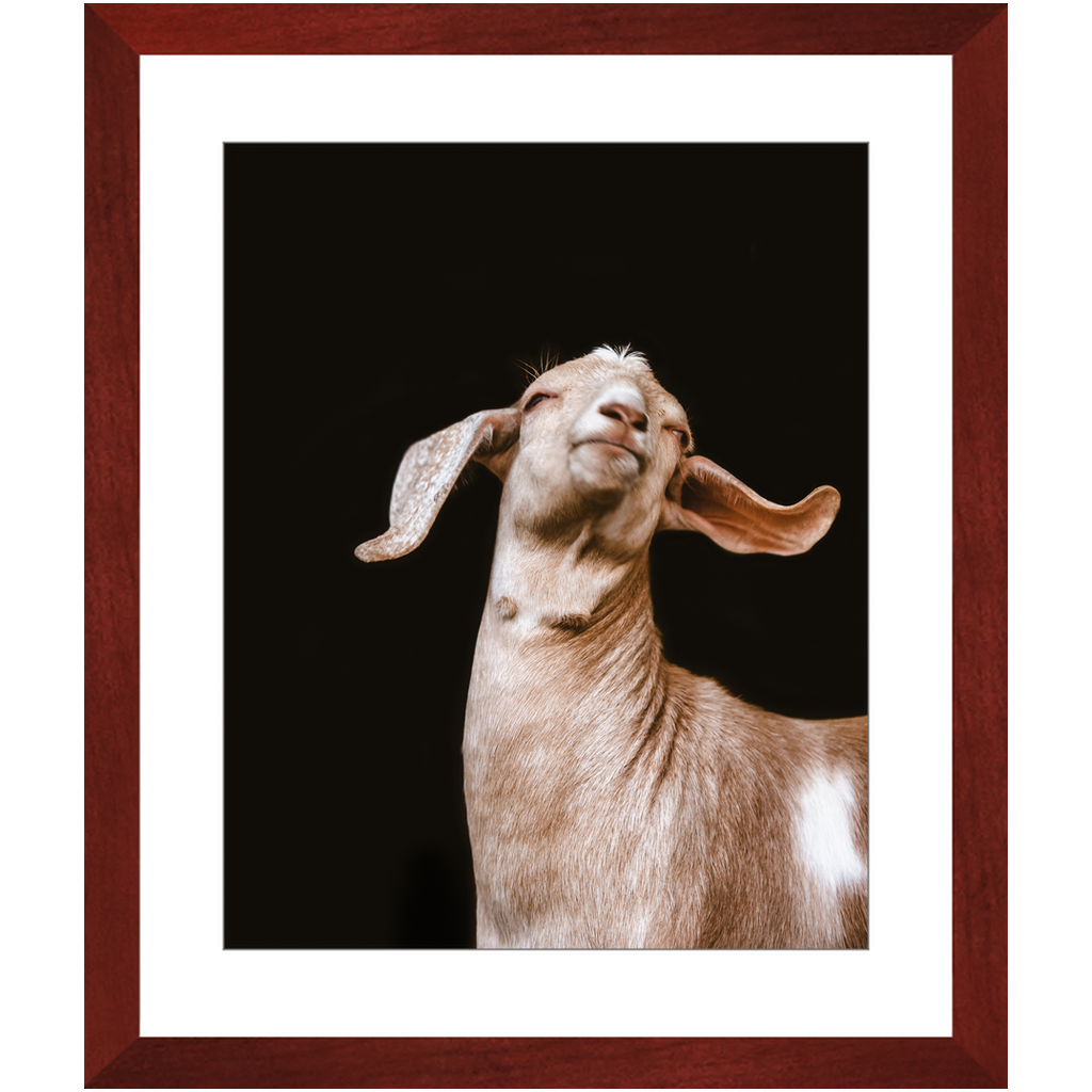 Happy Goat Series 1, Framed Print